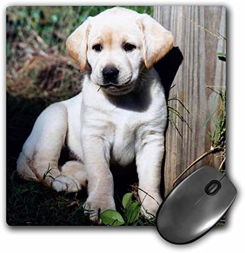 Подложка за мишка 3dRose LLC 8 x 8 x 0,25 инча, Сладък Жълт Лабораторен Кученце (mp_969_1)