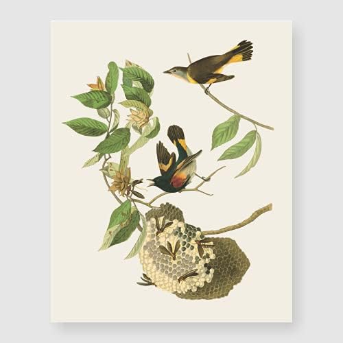 Bestbuddy Комплект за домашни любимци от 4 (8X10) птици-Малиновок Без рамка, Комплект с Ботаническата Принтом,