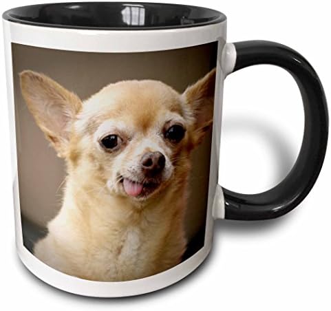 3дРоза Беззубой кученце чихуахуа, Санта Фе, Ню Мексико-32 долара в САЩ JMR0502-Оцветен чаша Julien Mcroberts,